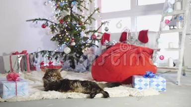 有趣的懒散缅因州库恩猫圣诞老人躺在美丽的新年装饰冷杉树。慢动作，3840x2160